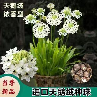 Velvet Bulb Bethlehem Star Four-Season Flowering Potted Balcony Easy to Feed Flowers Cold-Resistant Tiger Eye Evergreen