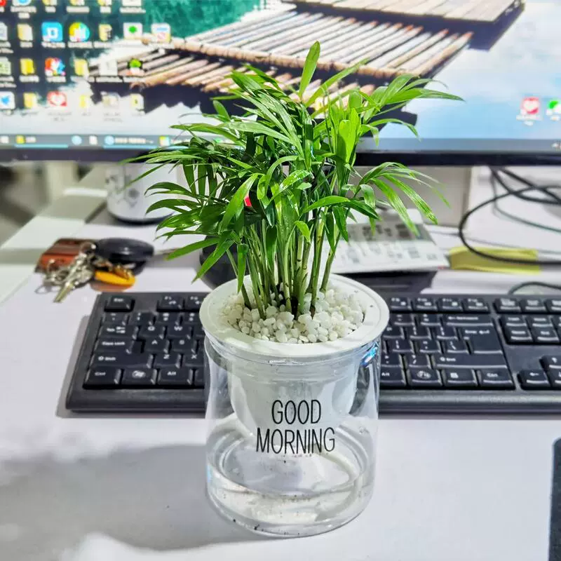 Sanwei Kwai Pocket Кокосовое растение в горшке Вечнозеленое все сезоны Хорошо кормить В помещении Зеленая посадка Офисный Настольный журнальный столик Маленький бонсай