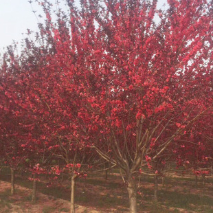 �һ��������~����Ҏ��Ʒ�N�Rȫ �G�����̘��� ���һ������l�t�~��