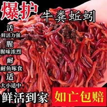 蚯蚓活物批发一斤本地大号斤红虫邱引钓鱼盒装钓鱼野钓代发