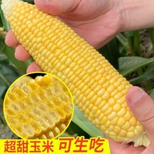 ˮ׷NrʳoӷNļͥԺe߮a߲