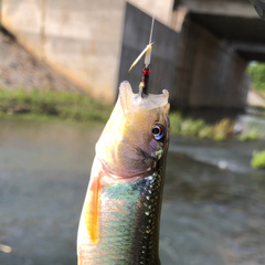 路亞餌瓜子亮片加厚龍鱗微物假餌小擋珠旋轉不傷線套裝魚鱗助投器