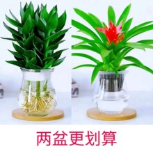 【水培观音竹】富贵竹室内绿植办公室客厅卧室四季好养客厅摆放花