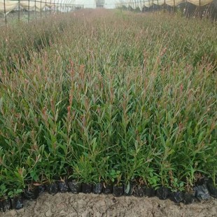 [Wholesale in Base] Thousand Flexure Grass / Water Willow / Aquatic Plants / High Survival Rate / Strong Root System