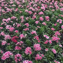 ���l���l����ʯ��ݻ������͟��҃���ͥԺ�̨����ʯ�񻨷N��