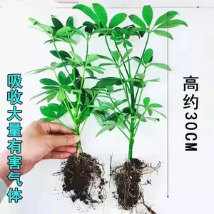 [八方来财 摇钱树 鸭掌木盆栽苗 七叶莲 鹅掌柴苗鸭脚木常青]