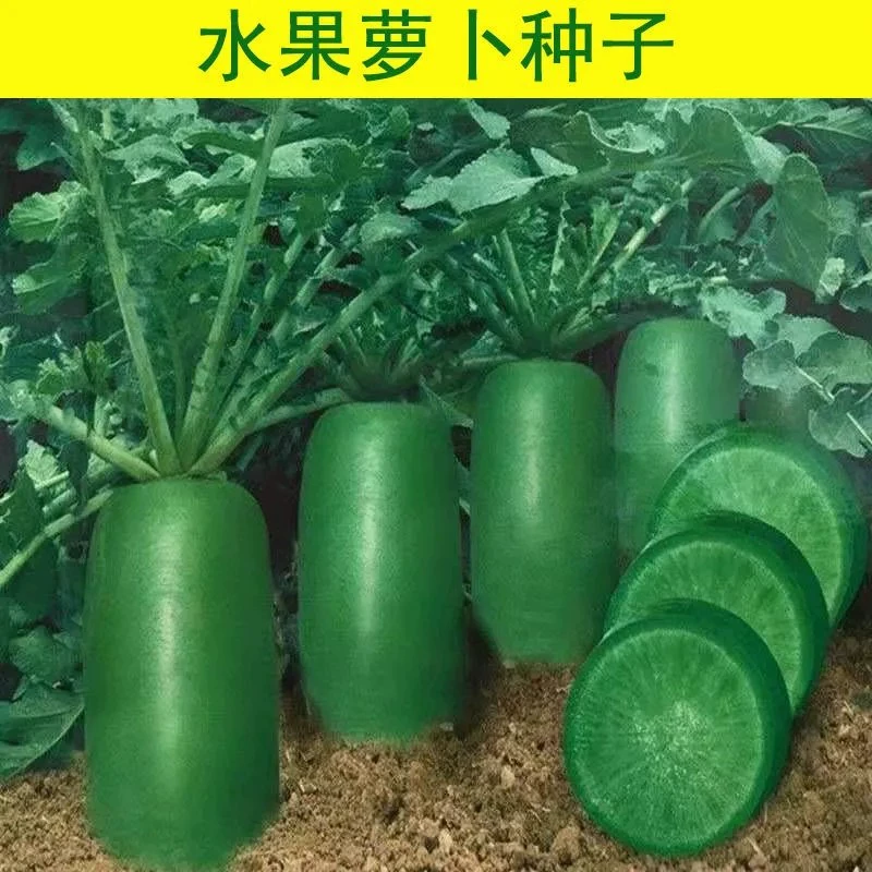 Конфеты Фрукты Семена Редис Сырые Хрустящие Сладкие Фермы Семена Овощей Четыре Сезона Посев Балкон Горшечные Семена Зеленой Редис
