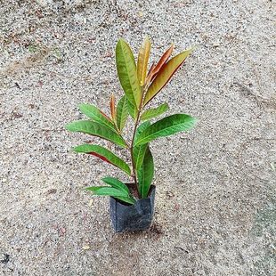 ԭ���l؛�t�������Ի����ļ����G�@�־G��ͥԺֲ�﹤�̾G����ľ