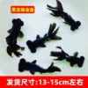 Premium black dragon eye 13-15cm 1 piece + fish food