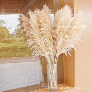 Big Reed Dried Reed Dried Flower Immortal Flower Decoration Fluffy Wedding Photography Floor Pendulum Landscape Pampas
