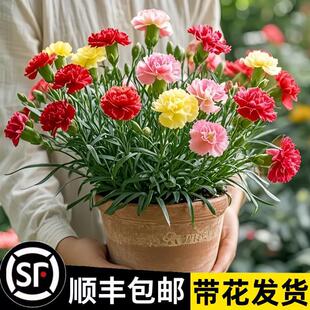 Carnation Potted Plant with Buds, Four-Season Florals, Indoor Florals, Balcony Carnations, Ornamental Plants, Easy to Grow and Live, Large Flower Seedlings