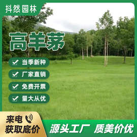 厂家批发高羊茅草坪种子四季常青护坡固土耐寒耐旱庭院草籽