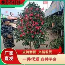 һ�����l�軨���玧��������ͥԺ���������tɽ�軨�������ļ��_��