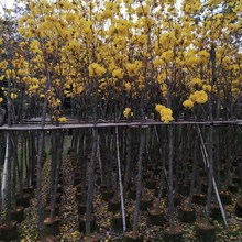 ֲ�九����໨�S���L�ľ��ֲ���繩���G���V�|�����S���L�ľ