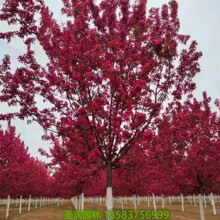 ���l�������Ę��� ���z���ı�������С�纣�Ę�����������