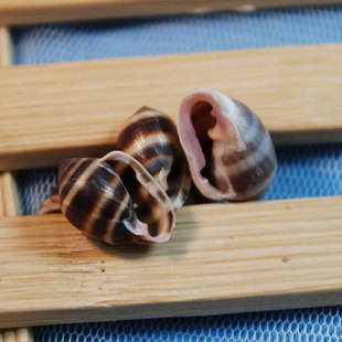 ������ ��Ȼؐ������΢���^�����쾰 ����С�� �p������ �ղ�