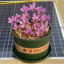 藏红花种球种子药用食用西红花观赏苗四季种植盆栽冬季花卉番红花