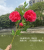 [Simulation Peony Flower] Simulation 3 Fortune Peony Flower Simulation Wedding Flowers 100cm multi -color optional