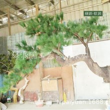 仿真松树 罗汉松 休闲茶楼会所大厅装饰人造迎客松 田园风假松树