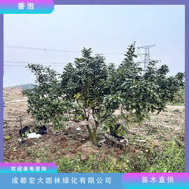 精品香柚树香橼香泡基地现货直发景观绿化庭荫防护常青绿植香泡树