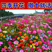 四季可种野花组合花种子批发花海景区波斯菊花卉百日草格桑花种籽