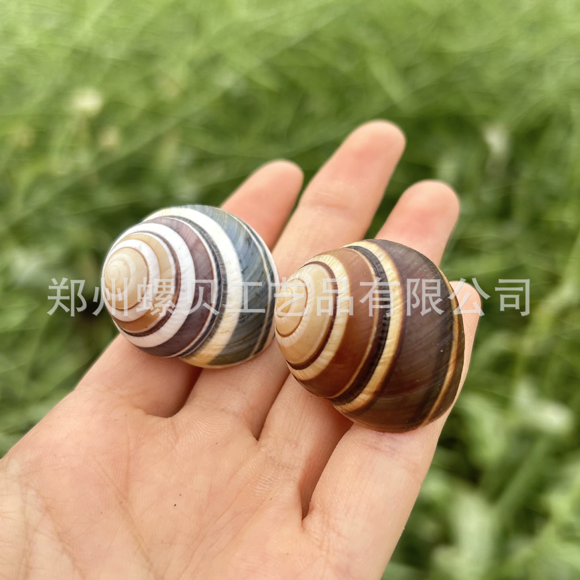 Organic snails, changeable aquarium decor