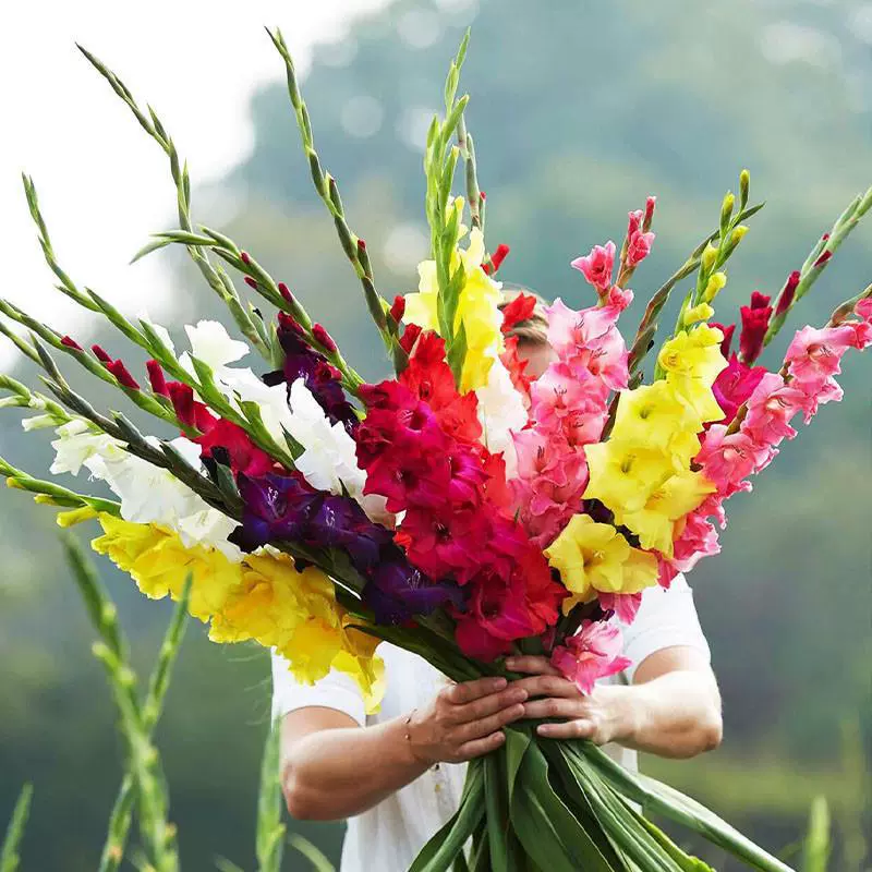 Импортные семена гладиолусов, многолетние цветочные луковицы, луковицы ландыша, цветочные луковицы гладиолусов, цветущие во дворе в любое время года в том же году.