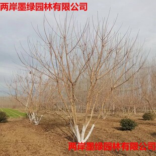 �G���L���� ������Ǘ�6m �Gɫϵ�@�־G�����̆�ľ�� ֲ�����