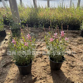 山桃草一加仑盆红色粉色白色植物开花耐寒植物青州花镜植物基地