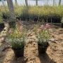 青州基地开花植物花镜