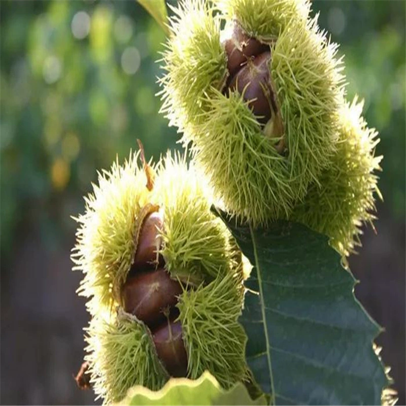 Привитые саженцы каштанов саженцы плодовых деревьев Саженцы масляного каштана Dahongpao в этом году приводят к посадке саженцев каштана на юге и севере