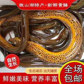 丝鳝客服杀新黄鳝鱼划鳝黄鳝微山湖野生冷冻食用联系段片鳝散装