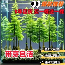 ˮɼˮ���~���쾰Ϫ����ˮɼ�����辰�~��ˮ��ֲ��Gֲˮ���҃���