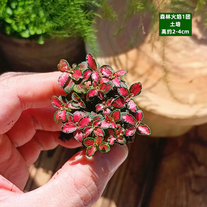 오렌지 토양 재배 - 숲의 불꽃