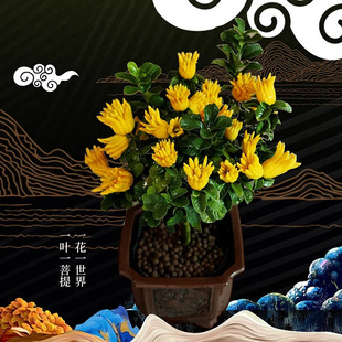 ���֘������Ԏ������A���ָ��辰��ʳ��ֲ���̨ͥԺ���ܾGֲ���B