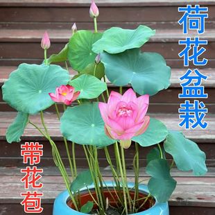 ܳˮֲԻ˯ɏB^pˮɏͺɻɏ