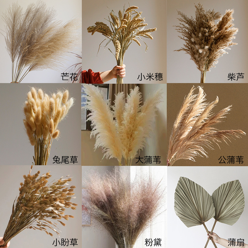 Ins Pastoral Style Reed Dried Flower Bouquet Real Flower Living Room Decoration Bulrush Large Ear Natural Indoor Decoration Cross-Border