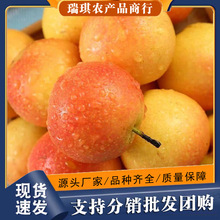 东北南果梨鞍山5斤新鲜梨子现季水果红白南果梨大果批发整箱包邮
