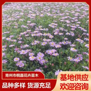 Base Supply Ji Xiaoju Landscape Engineering Greening Seedlings Courtyard All Year Round Flowering Ji Xiaoju Potted Plants