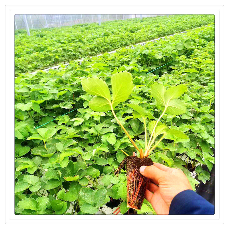 16563d5a38a25ec54e69d602ed9eae