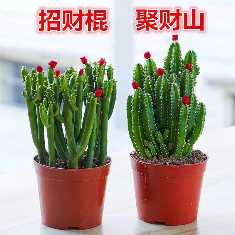 Суккулентное растение, привлекающее деньги, цветок горного кактуса, собирающий богатство, комнатное зеленое растение для офиса, гостиной, настольное растение в горшке, легко ухаживать.