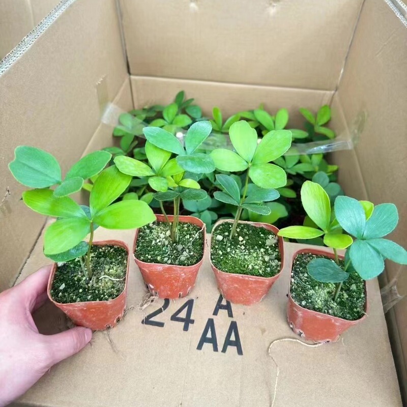 Happy Four-Leaf Clover Potted Mexican Iron Tree Internet Celebrity Lazy People Easy to Grow Plants Bedroom Living Room Green Plants and Florals