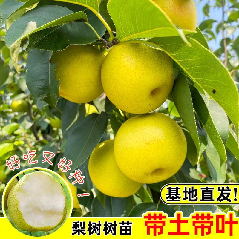 【基地直发】梨树树苗南北方种植带土带叶嫁接高产大果云南红梨桂