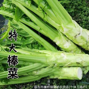 ���˷N�Ӵ���˷N�ӱ�Ƥ�N�ӽ�˷N���Ĵ��خa���˷N�߲˷N��