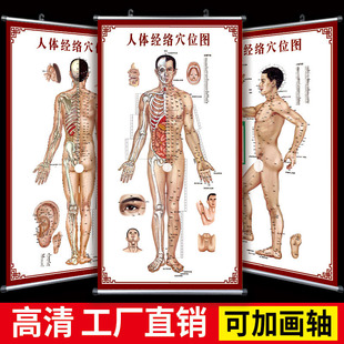 Human Meridian Acupoints Chart Standard Large Wall Chart Full Body High Definition Chinese Medicine Health Massage Moxibustion Back Acupuncture