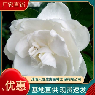 供应各种植物批发大量 栀子花 栀子苗乔木