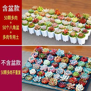 Succulent Plant Succulent Flower Pot Combination Small Potted Plant Wholesale Luxury Set Succulent Combination with Potted Plant to Grow Well