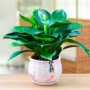 空气客厅桌面植物绿公主