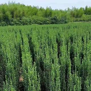 基地批发四季常青直立冬青苗 绿化工程庭院绿化 钝齿冬青规格齐全