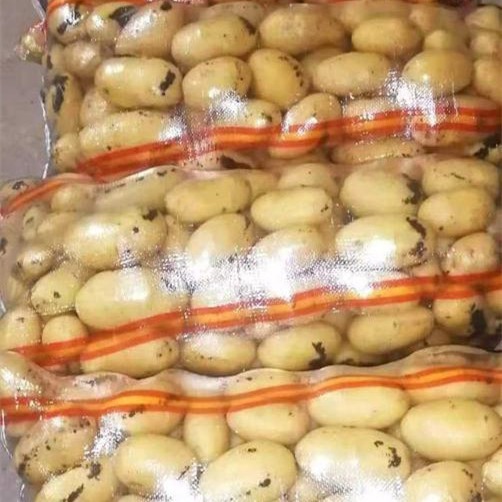 Nuevo material de grado alimenticio bolsa de papas transparentes bolsa de cebolla 50kg puede perforar exportación Chile Rusia Europa